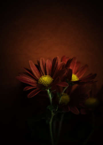 Crimson