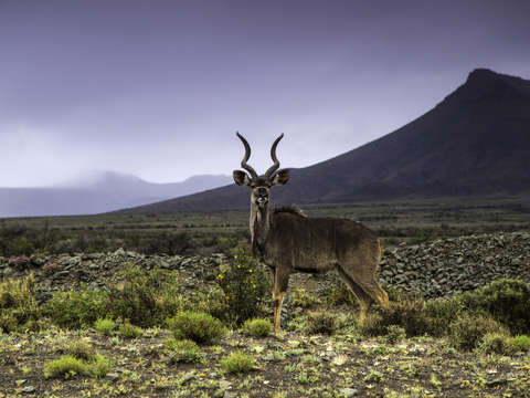 Kudu bull