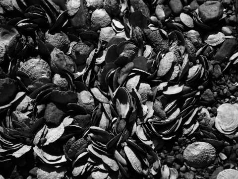 Shells on the Coast