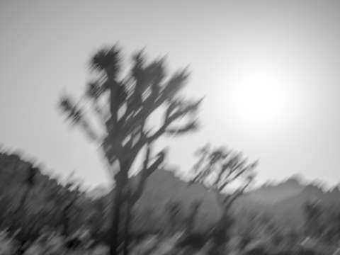 Timeless dream at joshua tree