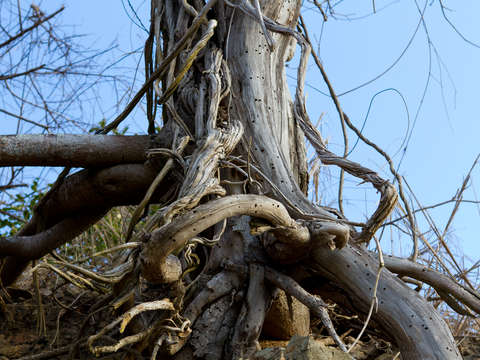 Roots 2