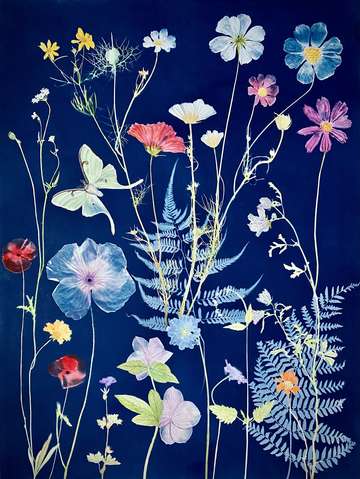 Nocturnal nature luna moth cosmos etc