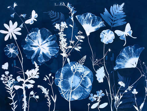 Nocturnal Nature (Moths, Hibiscus, Cosmos, etc)