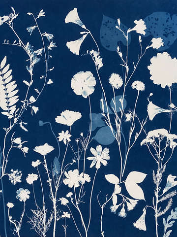 Nocturnal Nature (Cosmos, Leaves, Dahlia, etc))