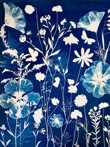 Nocturnal Nature (Cosmos, Hibiscus, Poppies, Moths, etc)