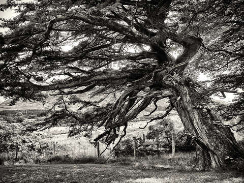 The weeping tree