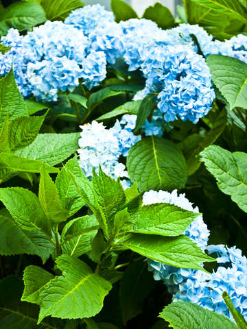 Clear Blue