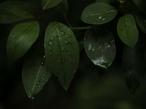 Droplets