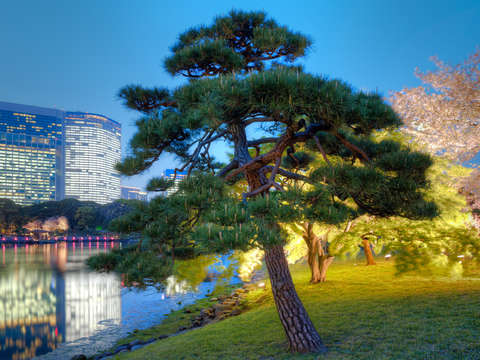 Tree at Hamarikyu Gardens