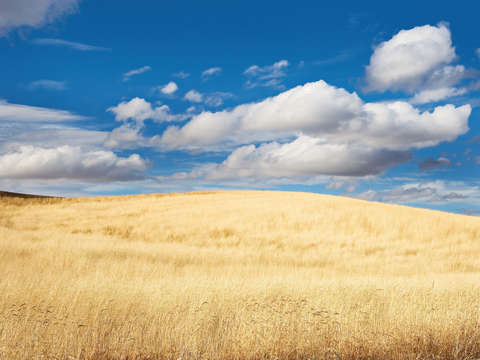 Palouse Autumn Field