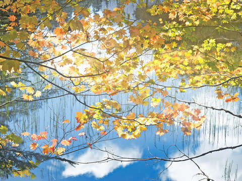 Autumn Maples Over Pond