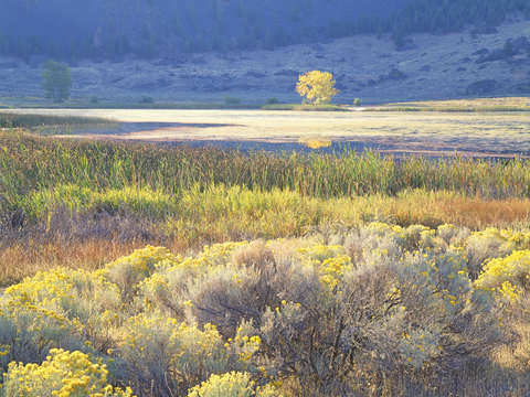Banks Lake Autumn Meadow