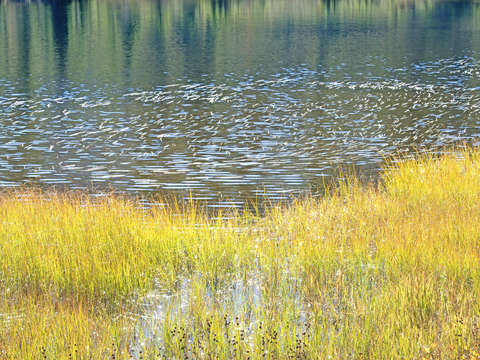 Pond and Reeds in Sunlight
