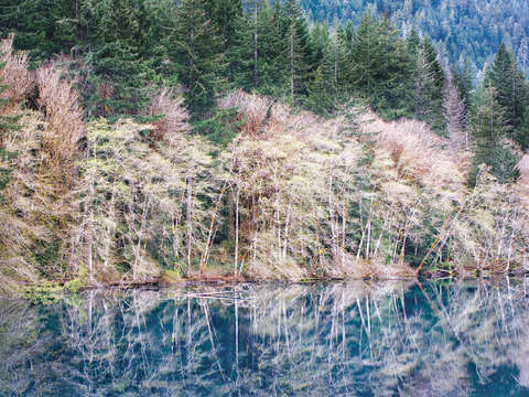 Spring Alder Grove on Lake Crescent
