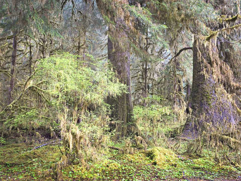 Hoh Rainforest Portrait