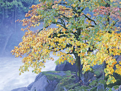 Autumn Maple Tree at Eagle Falls