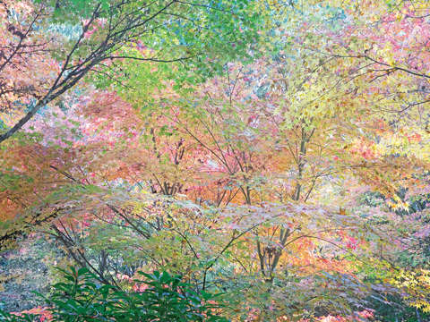 Autumn Maples Design