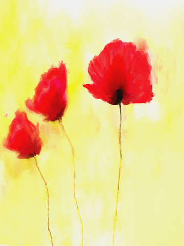 Red poppies 4