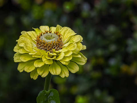 Zinnia 6