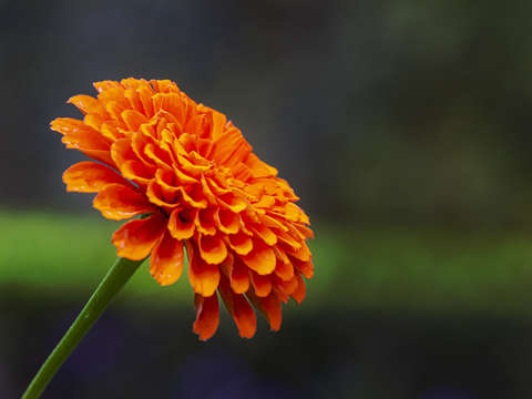 Dahlia 6