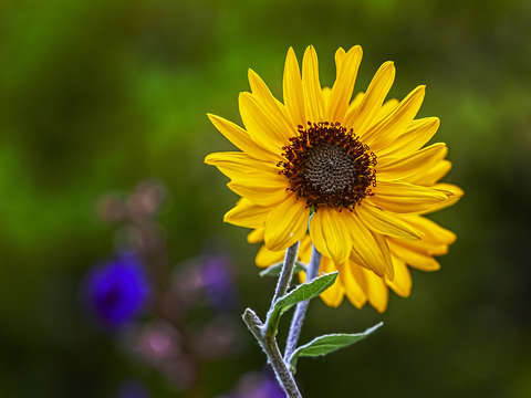 Sunflowers 23