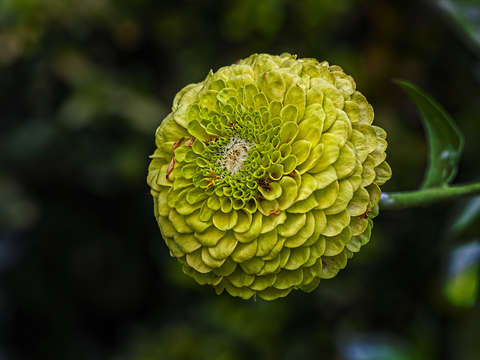 Dahlia 7