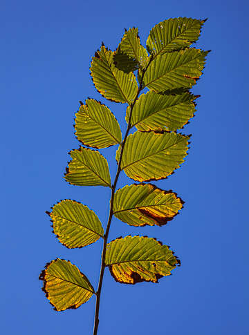 Early Fall Foliage
