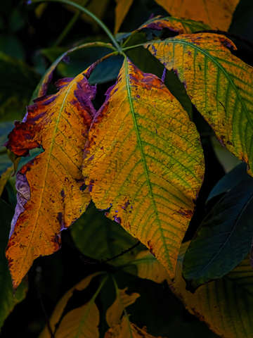 Fall LEaves