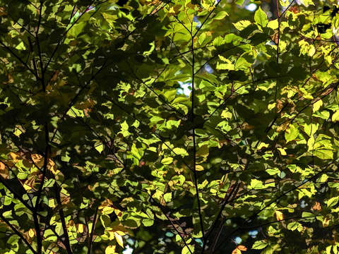 Early Fall Leaves