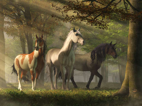 Three Wild Horses in the Forest