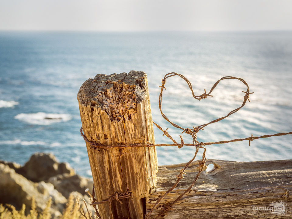 Love in monterey color