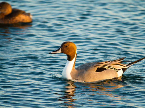 Northern pintail duck