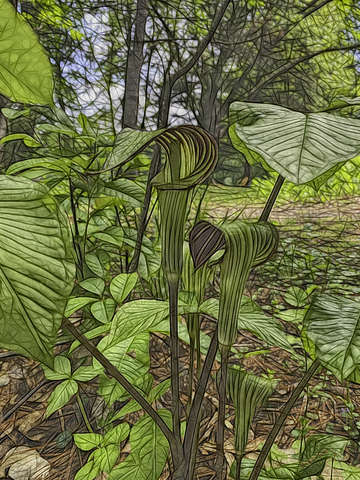 Jack in the Pulpit
