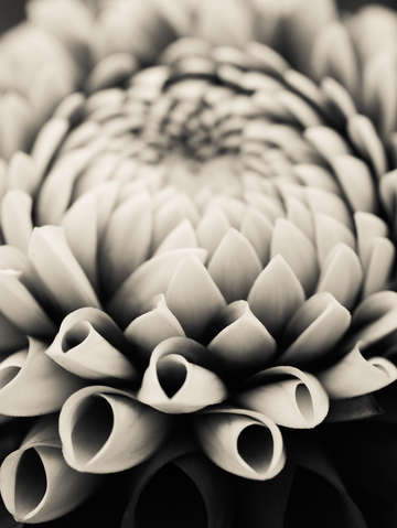 Moody dahlia