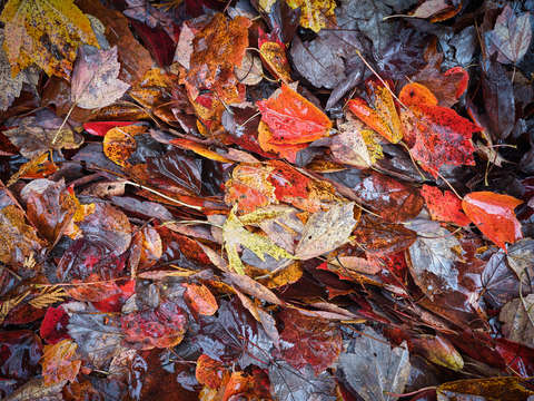 Fallen 1