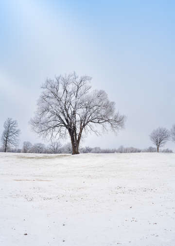 Highlighted Winter Oak Tree