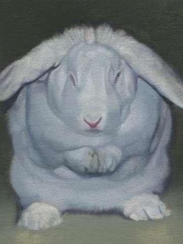 White rabbit 43 2