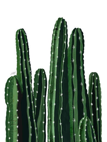 Cactus illustration