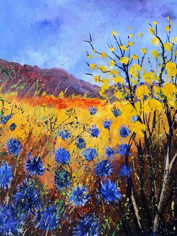 Blue cornflowers