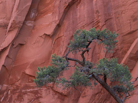 Long canyon light