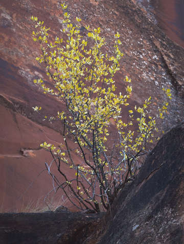 Long canyon colors