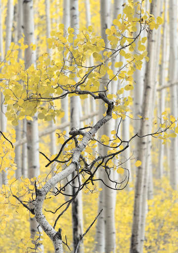 Aspen S-Curve