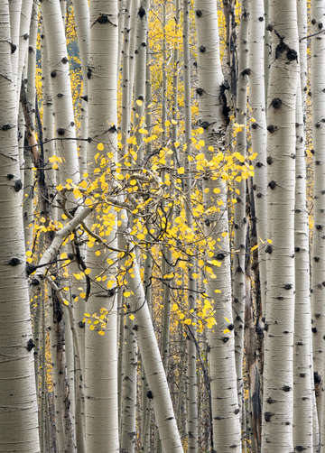 Aspen Grove