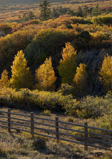 Dallas divide aspens