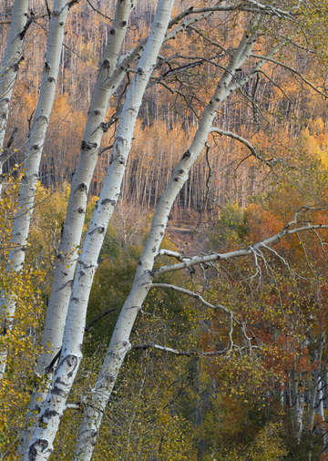 Boulder Mountain Aspens