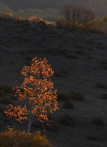 Red aspen