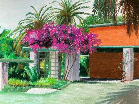 The bougainvillea 2