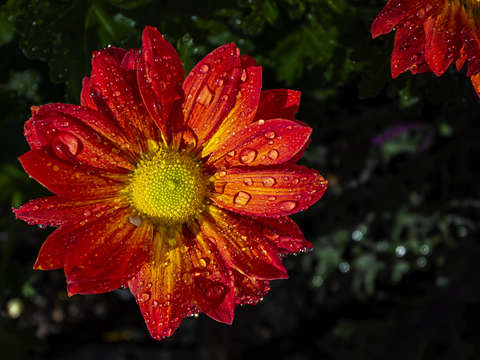 Chrysanthemum and Raindrops