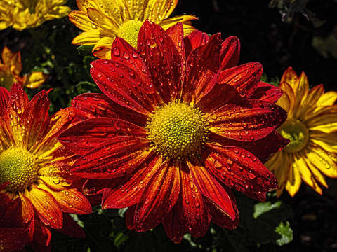 Chrysanthemum and Raindrops