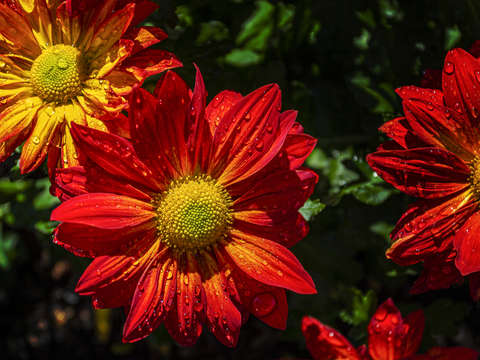 Chrysanthemum and Raindrops